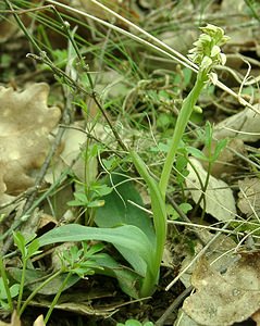 Neotinea maculata (Orchidaceae)  - Néotinée maculée, Orchis maculé - Dense-flowered Orchid Var [France] 08/04/2002 - 120m