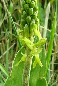 Neottia ovata (Orchidaceae)  - Néottie ovale, Grande Listère, Double-feuille, Listère à feuilles ovales, Listère ovale - Common Twayblade Pas-de-Calais [France] 20/04/2002 - 90m