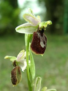 Ophrys arachnitiformis (Orchidaceae)  - Ophrys à forme d'araignée, Ophrys en forme d'araignée, Ophrys arachnitiforme, Ophrys brillant Var [France] 07/04/2002 - 150m
