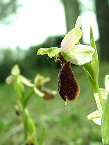 Ophrys arachnitiformis (Orchidaceae)  - Ophrys à forme d'araignée, Ophrys en forme d'araignée, Ophrys arachnitiforme, Ophrys brillant Var [France] 07/04/2002 - 150m