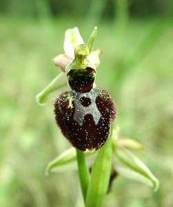 Ophrys arachnitiformis (Orchidaceae)  - Ophrys à forme d'araignée, Ophrys en forme d'araignée, Ophrys arachnitiforme, Ophrys brillant Var [France] 07/04/2002 - 150m