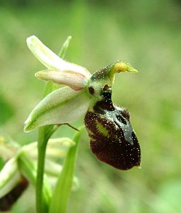 Ophrys arachnitiformis (Orchidaceae)  - Ophrys à forme d'araignée, Ophrys en forme d'araignée, Ophrys arachnitiforme, Ophrys brillant Var [France] 07/04/2002 - 150m