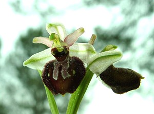 Ophrys arachnitiformis (Orchidaceae)  - Ophrys à forme d'araignée, Ophrys en forme d'araignée, Ophrys arachnitiforme, Ophrys brillant Var [France] 07/04/2002 - 150m