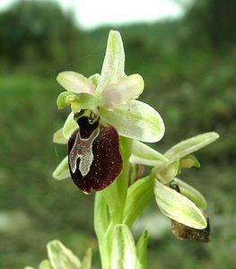 Ophrys arachnitiformis (Orchidaceae)  - Ophrys à forme d'araignée, Ophrys en forme d'araignée, Ophrys arachnitiforme, Ophrys brillant Var [France] 07/04/2002 - 150m