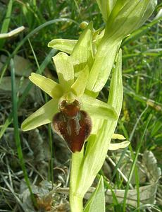 Ophrys aranifera (Orchidaceae)  - Ophrys araignée, Oiseau-coquet - Early Spider-orchid Lozere [France] 01/04/2002 - 460m