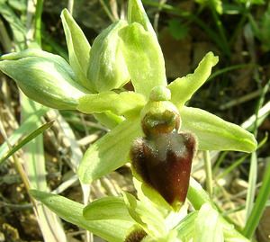 Ophrys aranifera (Orchidaceae)  - Ophrys araignée, Oiseau-coquet - Early Spider-orchid Lozere [France] 01/04/2002 - 460m