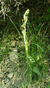 Ophrys aranifera (Orchidaceae)  - Ophrys araignée, Oiseau-coquet - Early Spider-orchid Lozere [France] 01/04/2002 - 460m