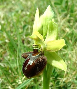 Ophrys aranifera (Orchidaceae)  - Ophrys araignée, Oiseau-coquet - Early Spider-orchid Pas-de-Calais [France] 20/04/2002 - 90m