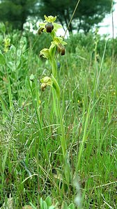 Ophrys fusca (Orchidaceae)  - Ophrys brun Bouches-du-Rhone [France] 01/04/2002 - 110m