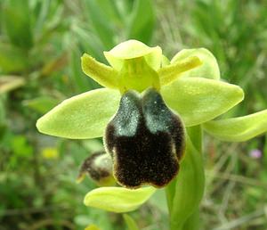 Ophrys fusca (Orchidaceae)  - Ophrys brun Bouches-du-Rhone [France] 04/04/2002 - 110m