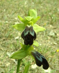 Ophrys fusca (Orchidaceae)  - Ophrys brun Bouches-du-Rhone [France] 04/04/2002 - 110m