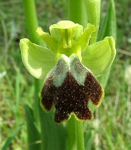 Ophrys fusca (Orchidaceae)  - Ophrys brun Bouches-du-Rhone [France] 04/04/2002 - 110m