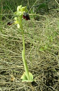 Ophrys fusca (Orchidaceae)  - Ophrys brun Alpes-de-Haute-Provence [France] 05/04/2002 - 360m