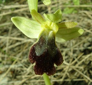 Ophrys fusca (Orchidaceae)  - Ophrys brun Alpes-de-Haute-Provence [France] 05/04/2002 - 360m