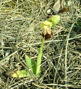 Ophrys fusca (Orchidaceae)  - Ophrys brun Alpes-de-Haute-Provence [France] 05/04/2002 - 360m