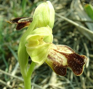 Ophrys fusca (Orchidaceae)  - Ophrys brun Alpes-de-Haute-Provence [France] 05/04/2002 - 360m