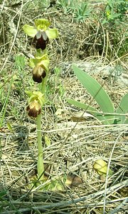 Ophrys fusca (Orchidaceae)  - Ophrys brun Alpes-de-Haute-Provence [France] 05/04/2002 - 360m