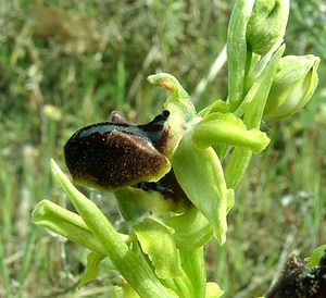 Ophrys incubacea (Orchidaceae)  - Ophrys noir, Ophrys de petite taille, Ophrys noirâtre Bouches-du-Rhone [France] 04/04/2002 - 110m