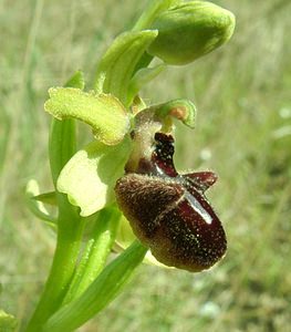 Ophrys incubacea (Orchidaceae)  - Ophrys noir, Ophrys de petite taille, Ophrys noirâtre Bouches-du-Rhone [France] 04/04/2002 - 110m