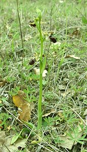 Ophrys incubacea (Orchidaceae)  - Ophrys noir, Ophrys de petite taille, Ophrys noirâtre Var [France] 07/04/2002 - 90m