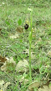 Ophrys incubacea (Orchidaceae)  - Ophrys noir, Ophrys de petite taille, Ophrys noirâtre Var [France] 07/04/2002 - 90m