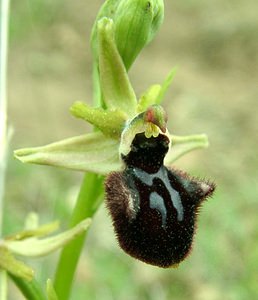 Ophrys incubacea (Orchidaceae)  - Ophrys noir, Ophrys de petite taille, Ophrys noirâtre Var [France] 07/04/2002 - 90m