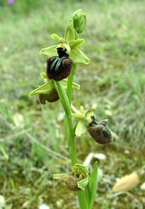 Ophrys incubacea (Orchidaceae)  - Ophrys noir, Ophrys de petite taille, Ophrys noirâtre Var [France] 07/04/2002 - 90m