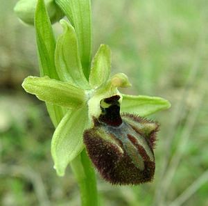 Ophrys incubacea (Orchidaceae)  - Ophrys noir, Ophrys de petite taille, Ophrys noirâtre Var [France] 07/04/2002 - 90m