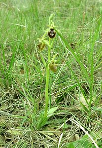 Ophrys incubacea (Orchidaceae)  - Ophrys noir, Ophrys de petite taille, Ophrys noirâtre Var [France] 07/04/2002 - 90m