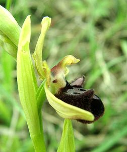Ophrys incubacea (Orchidaceae)  - Ophrys noir, Ophrys de petite taille, Ophrys noirâtre Var [France] 07/04/2002 - 90m