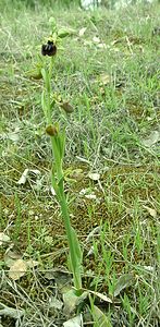 Ophrys incubacea (Orchidaceae)  - Ophrys noir, Ophrys de petite taille, Ophrys noirâtre Var [France] 09/04/2002 - 90m