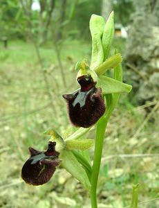 Ophrys incubacea (Orchidaceae)  - Ophrys noir, Ophrys de petite taille, Ophrys noirâtre Var [France] 09/04/2002 - 90m