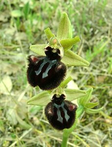 Ophrys incubacea (Orchidaceae)  - Ophrys noir, Ophrys de petite taille, Ophrys noirâtre Var [France] 09/04/2002 - 90m