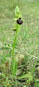 Ophrys incubacea (Orchidaceae)  - Ophrys noir, Ophrys de petite taille, Ophrys noirâtre Var [France] 09/04/2002 - 90m