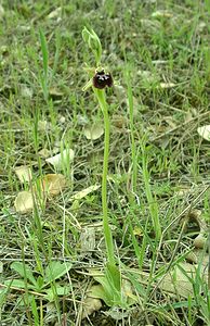 Ophrys incubacea (Orchidaceae)  - Ophrys noir, Ophrys de petite taille, Ophrys noirâtre Var [France] 09/04/2002 - 90m