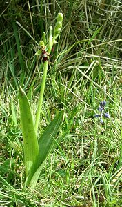 Ophrys insectifera (Orchidaceae)  - Ophrys mouche - Fly Orchid Pas-de-Calais [France] 27/04/2002 - 90m
