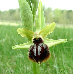 Ophrys passionis (Orchidaceae)  - Ophrys de la Passion Bouches-du-Rhone [France] 02/04/2002 - 160m