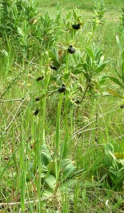 Ophrys passionis (Orchidaceae)  - Ophrys de la Passion Bouches-du-Rhone [France] 04/04/2002 - 110m