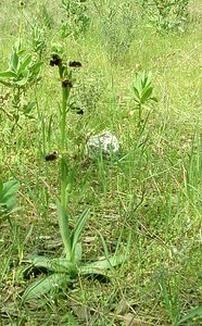 Ophrys passionis (Orchidaceae)  - Ophrys de la Passion Bouches-du-Rhone [France] 04/04/2002 - 110m