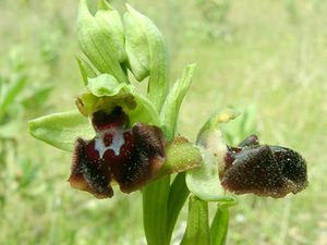 Ophrys passionis (Orchidaceae)  - Ophrys de la Passion Bouches-du-Rhone [France] 04/04/2002 - 110m