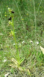 Ophrys passionis (Orchidaceae)  - Ophrys de la Passion Bouches-du-Rhone [France] 04/04/2002 - 110m