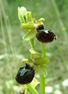 Ophrys passionis (Orchidaceae)  - Ophrys de la Passion Bouches-du-Rhone [France] 04/04/2002 - 110m