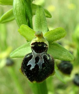 Ophrys passionis (Orchidaceae)  - Ophrys de la Passion Bouches-du-Rhone [France] 04/04/2002 - 110m