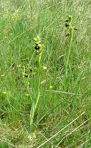 Ophrys passionis (Orchidaceae)  - Ophrys de la Passion Bouches-du-Rhone [France] 04/04/2002 - 110m