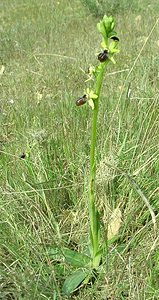 Ophrys passionis (Orchidaceae)  - Ophrys de la Passion Bouches-du-Rhone [France] 04/04/2002 - 110m