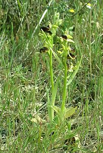 Ophrys passionis Ophrys de la Passion
