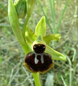Ophrys passionis (Orchidaceae)  - Ophrys de la Passion Bouches-du-Rhone [France] 04/04/2002 - 110m