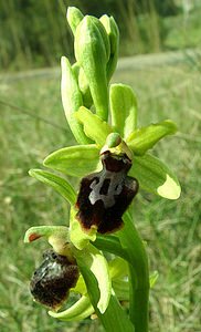 Ophrys passionis (Orchidaceae)  - Ophrys de la Passion Bouches-du-Rhone [France] 04/04/2002 - 110m