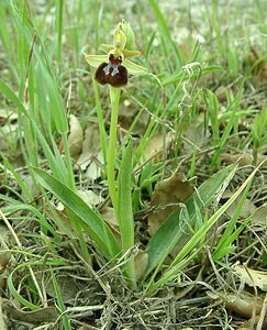 Ophrys provincialis (Orchidaceae)  - Ophrys de Provence Var [France] 09/04/2002 - 90m