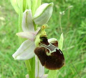 Ophrys x fayencensis (Orchidaceae) Ophrys exaltata x Ophrys provincialis. Var [France] 09/04/2002 - 80m